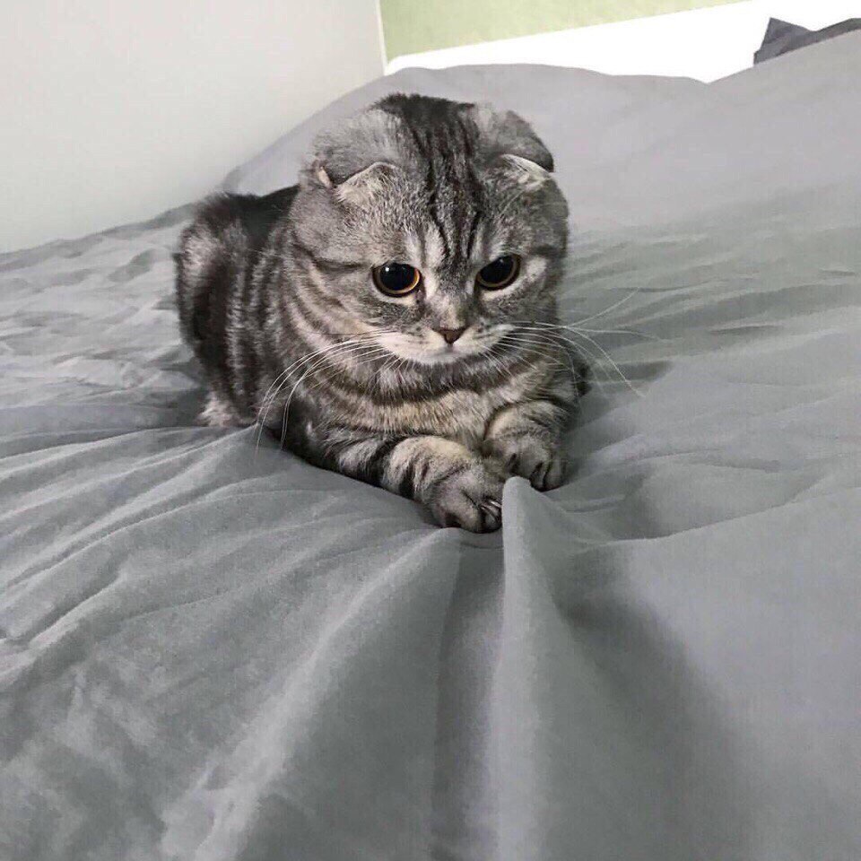 Фото Британский кот на постели