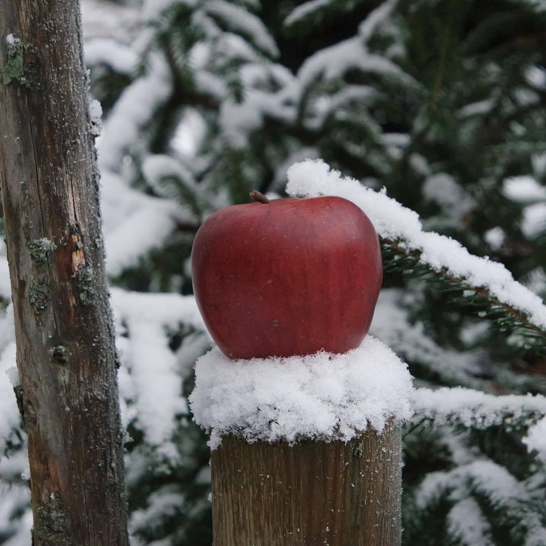 Фото Красное яблоко лежит на пне со снегом, by ritahoelperstolen