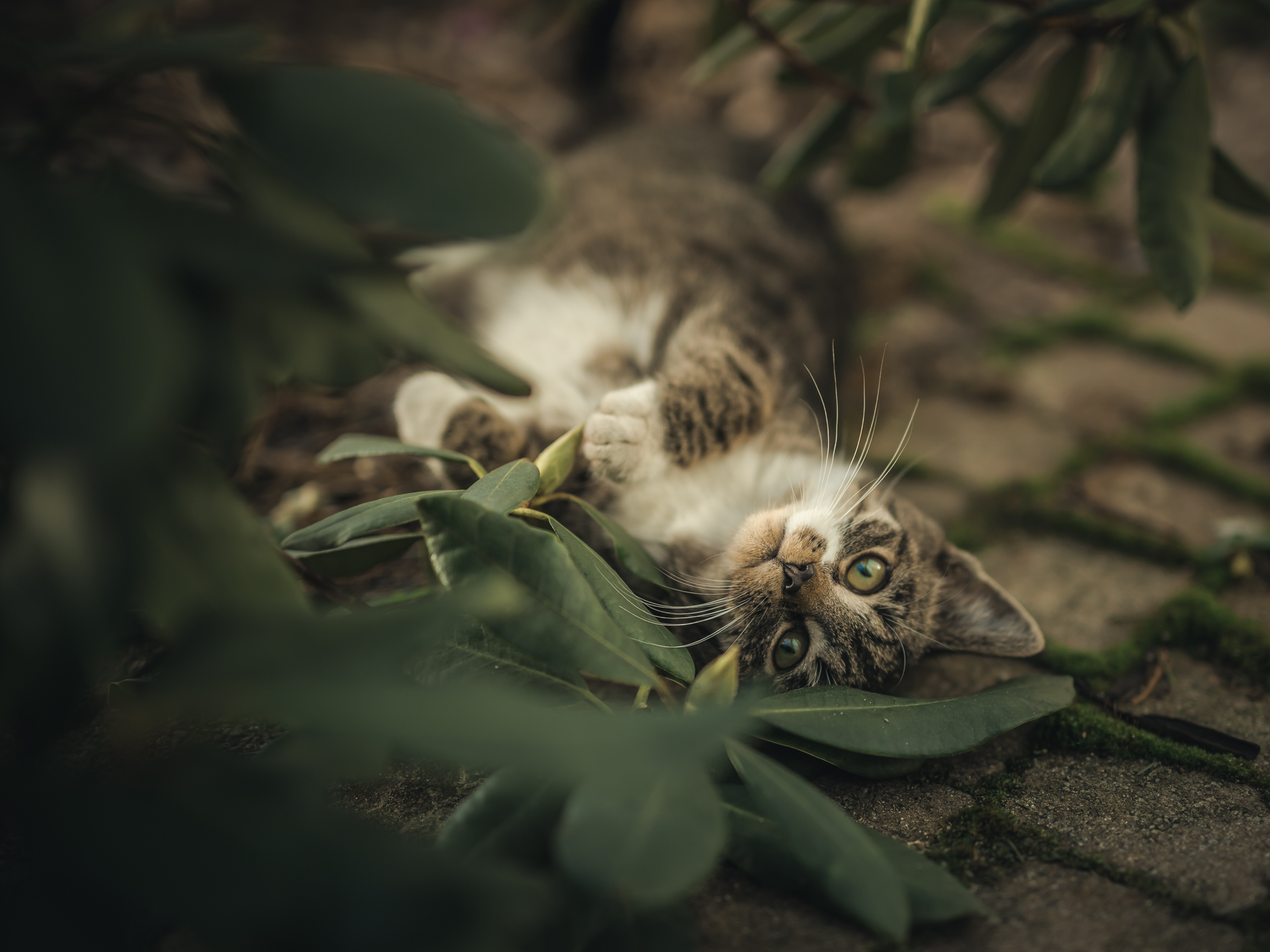 Фото Серый котенок лежит на тротуаре среди листьев. Фотограф Iwona Czubek