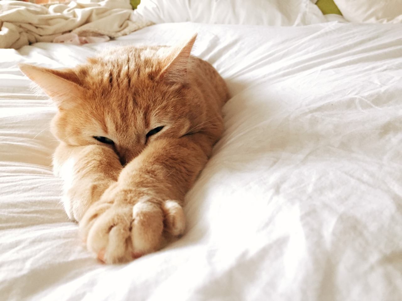 Фото Рыжая кошка лежит на постели
