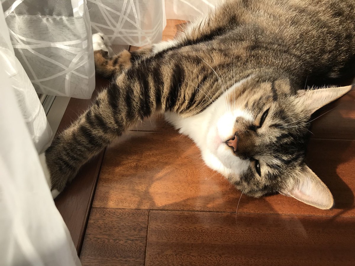Фото Кот лежит на полу в солнечном свете