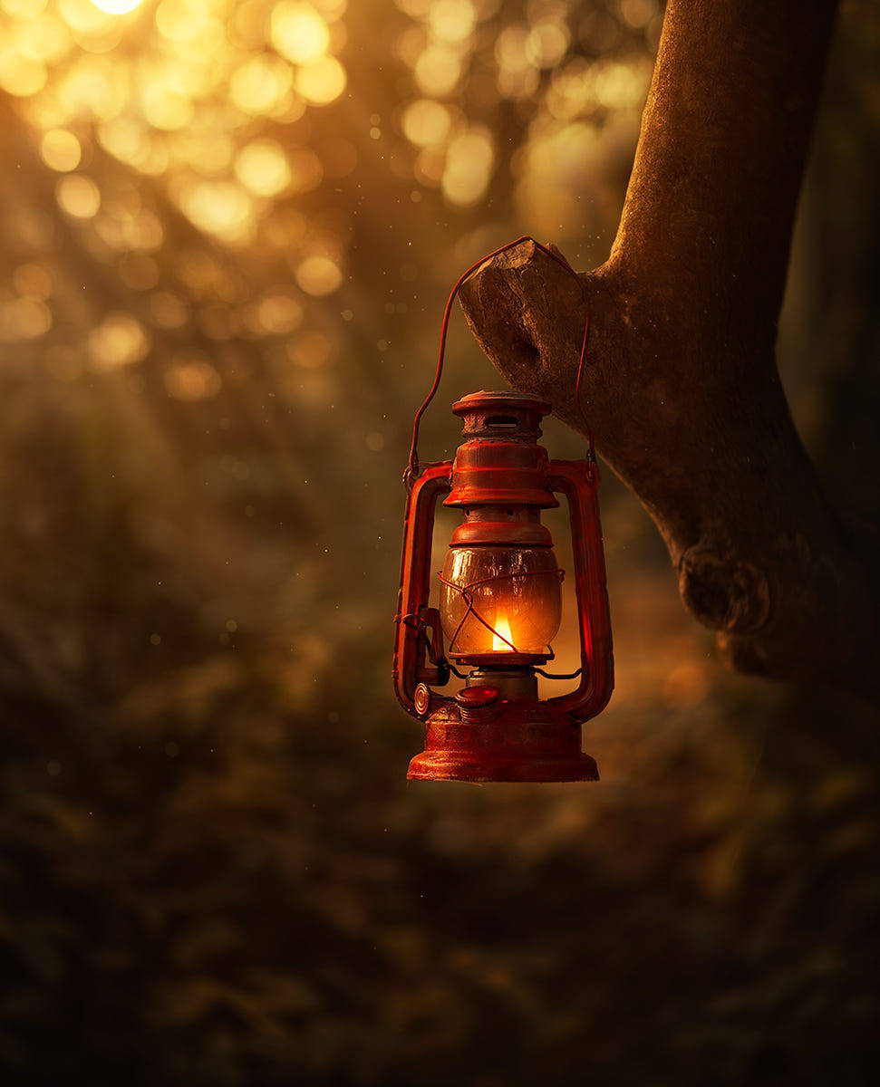 Фото Горящий фонарь на дереве, фотограф Ashraful Arefin
