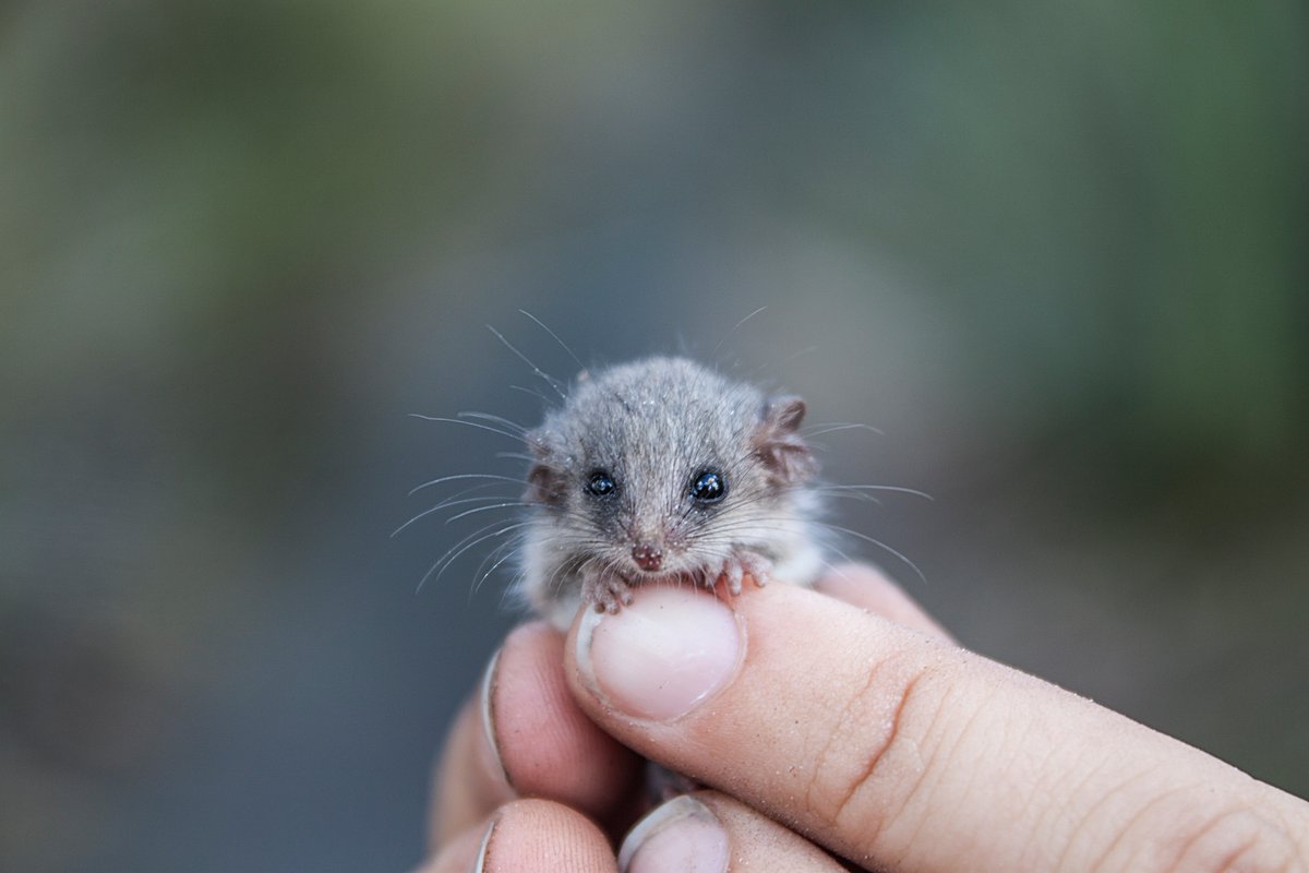 Маленькие живые мышки. Мышка маленькая. Маленький мышонок. Маленькие зверьки. Маленькие Грызуны.