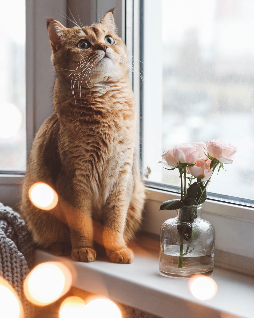 Фото Кот сидит на окне рядом с букетом роз в графине