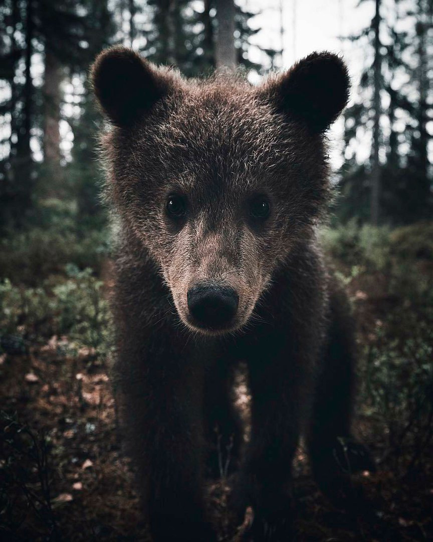 Фото Медвежонок смотрит в камеру фотографу