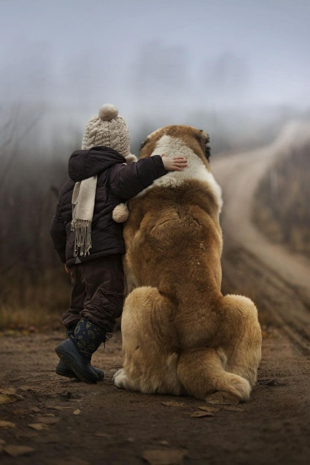 Фото Ребенок обнимает собаку породы Московская сторожевая и они вместе смотрят вдаль, фотограф Елена Шумилова