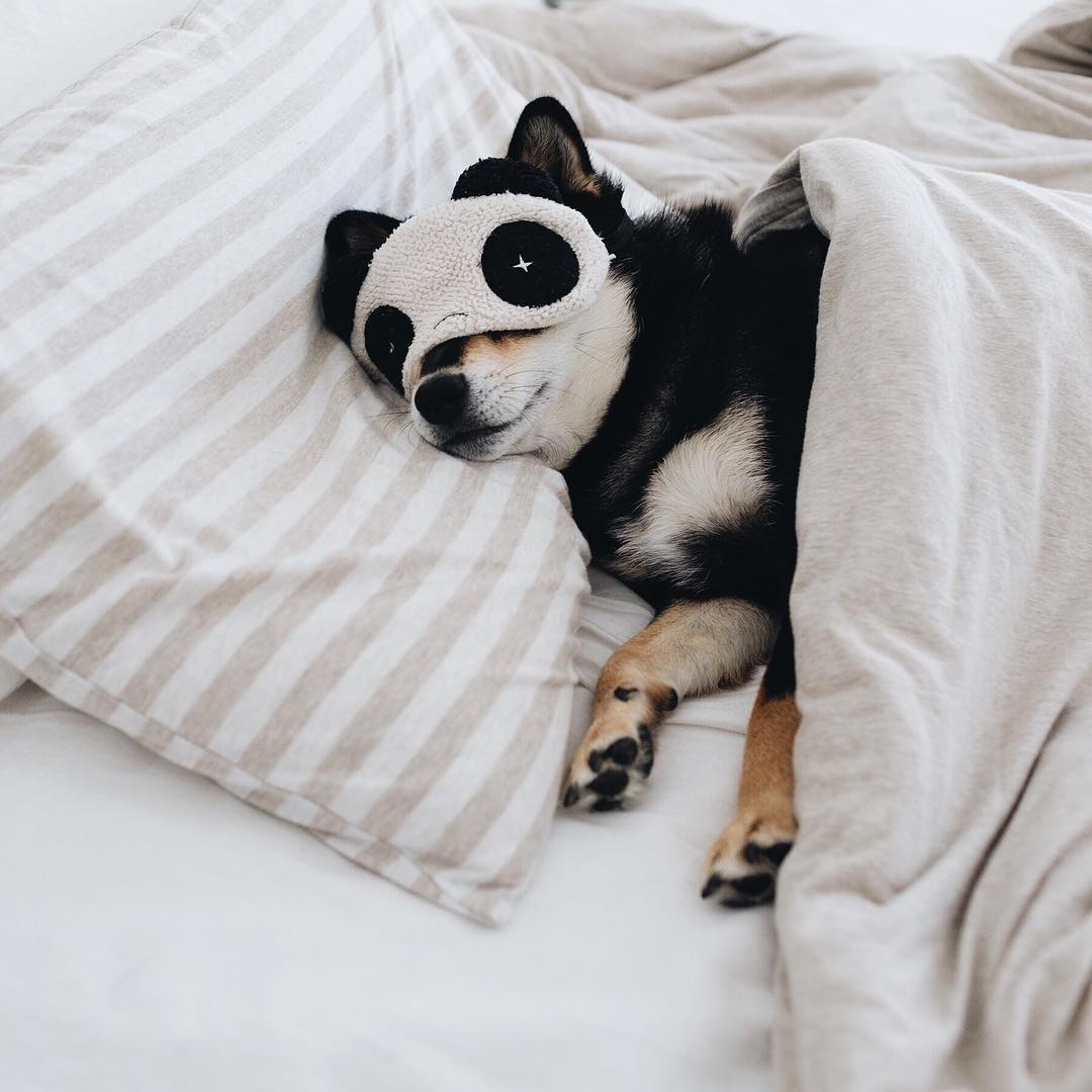 Фото Собака в ночной маске лежит под одеялом