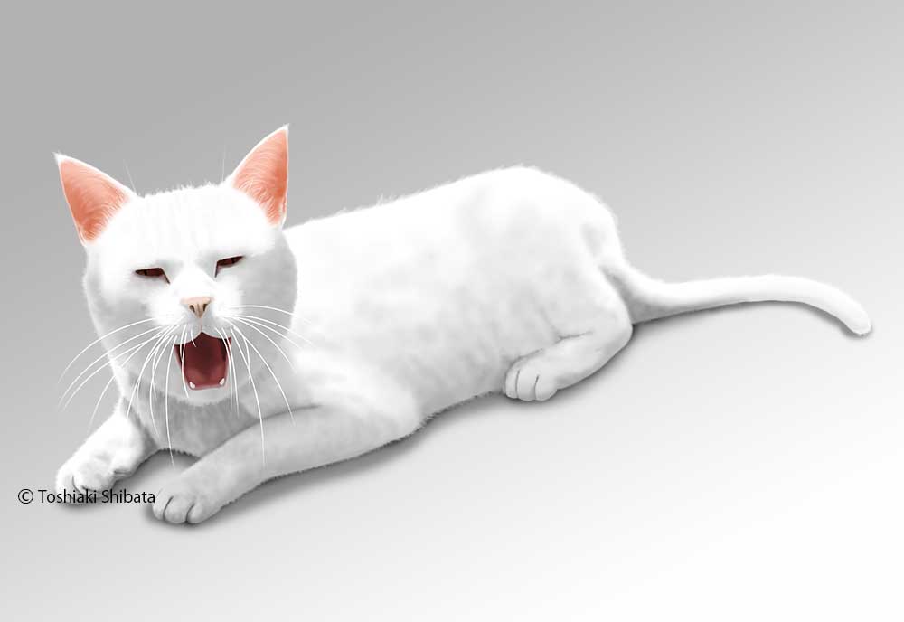 Фото Белая кошка зевает, by Toshiaki Shibata