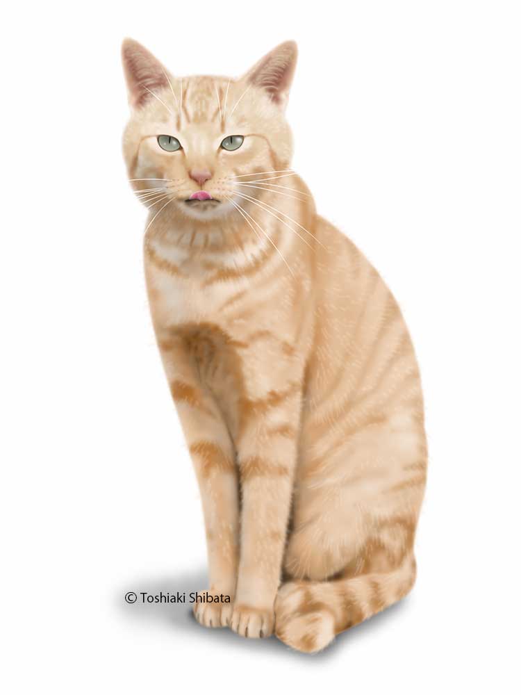 Фото Полосатая кошка высунула язык, by Toshiaki Shibata