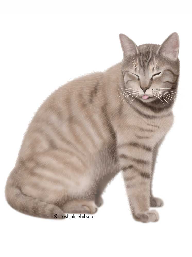Фото Полосатая кошка высунула язык, by Toshiaki Shibata