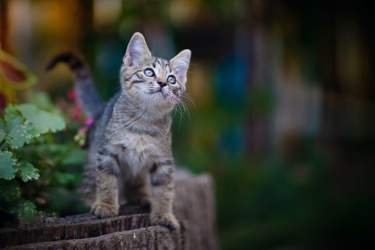 Фото Серый котенок с голубыми глазами смотрит вверх, фотограф Юрий Коротун