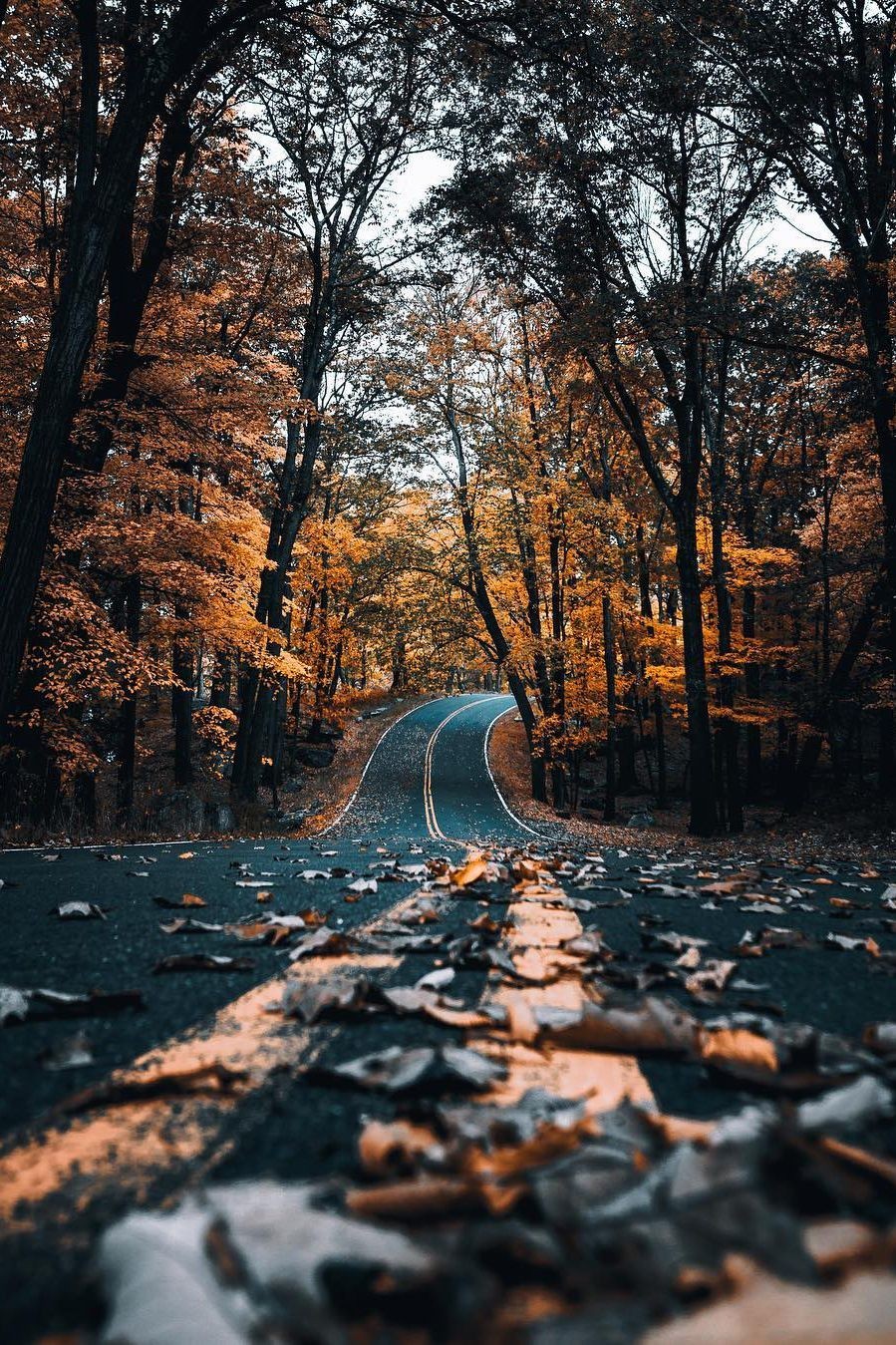 Фото Осенние листья лежат на дороге, которая теряется среди леса