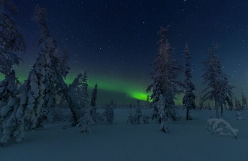 Фото Ночное сияние в зимнем лесу. Фотограф Братцева Анастасия (© zmeiy), добавлено: 13.01.2018 13:59