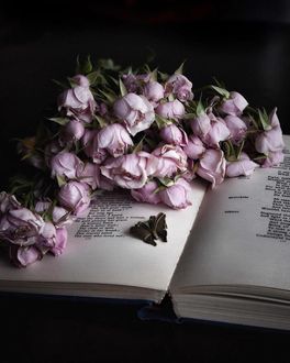 Фото Розовые розы и бабочка на книге (© zmeiy), добавлено: 13.01.2018 16:22