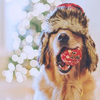 Фото Собака в шапке держит в пасти новогодний шарик (© JeremeVoods), добавлено: 14.01.2018 04:37