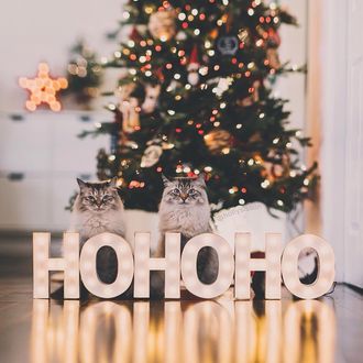 Фото Два пушистых кота сидят возле новогодней елки и больших букв ho ho ho, by hollysisson (© JeremeVoods), добавлено: 14.01.2018 04:46