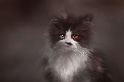 Фото Черно-белый котенок, фотограф Jasna Matz (© zmeiy), добавлено: 14.01.2018 18:12