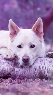 Фото Белая собака, лежит на бревне (© Kitten Kat), добавлено: 14.01.2018 22:18