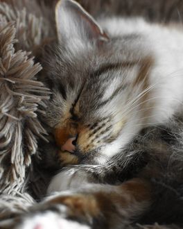 Фото Спящий серый котенок (© zmeiy), добавлено: 15.01.2018 12:12