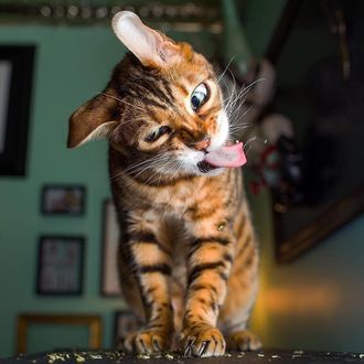 Фото Смешной полосатый кот (© chucha), добавлено: 16.01.2018 00:16