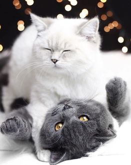 Фото Белая кошечка положила на лопатки серого котика (© chucha), добавлено: 16.01.2018 00:27