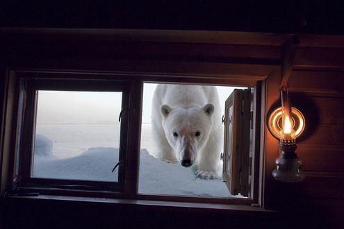 Фото Белый медведь заглядывает в окно (© JeremeVoods), добавлено: 16.01.2018 00:37