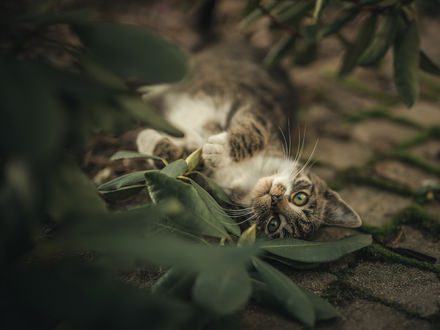 Фото Серый котенок лежит на тротуаре среди листьев. Фотограф Iwona Czubek (© zmeiy), добавлено: 17.01.2018 16:37