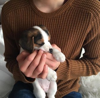 Фото Парень держит щенка Бигля в руках (© JeremeVoods), добавлено: 18.01.2018 00:19