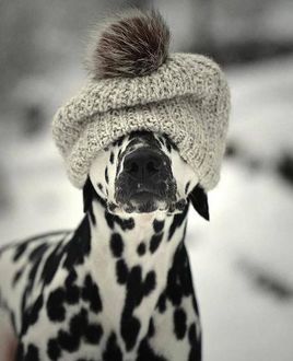 Фото Далматинец в вязанной шапке (© JeremeVoods), добавлено: 23.01.2018 00:41
