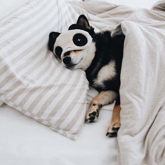 Фото Собака в ночной маске лежит под одеялом (© JeremeVoods), добавлено: 23.01.2018 00:45