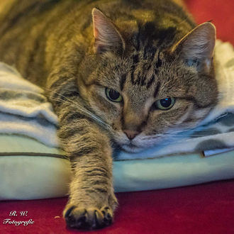 Фото Серый в полоску кот лежит на вещах, выставив лапу вперед, by Ralf Warnecke (© zmeiy), добавлено: 23.01.2018 08:51