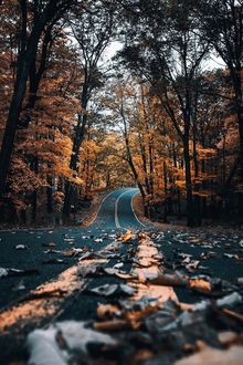 Фото Осенние листья лежат на дороге, которая теряется среди леса (© StepUp), добавлено: 23.01.2018 11:36