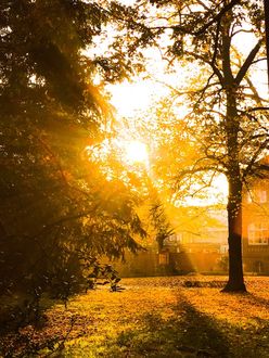 Фото Солнечные лучи залили собой задний дворик (© StepUp), добавлено: 23.01.2018 11:45