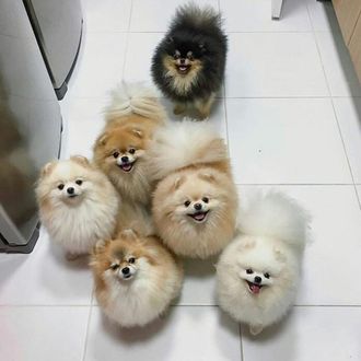 Фото Шесть собак породы померанский шпиц смотрят вверх (© Любовь1974), добавлено: 23.01.2018 16:04