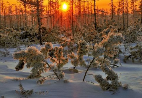 Фото Закат солнца виднеется между растениями в снежном лесу (© Любовь1974), добавлено: 23.01.2018 16:56