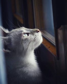 Фото Белая кошка смотрит вверх перед окном (© Lilian2), добавлено: 23.01.2018 17:35