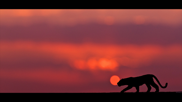 Фото Крадущееся животное на фоне неба на закате, by Ajith U (© zmeiy), добавлено: 23.01.2018 19:33