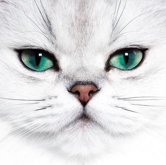 Фото Мордочка кошки с зелеными глазами (© zmeiy), добавлено: 23.01.2018 20:28