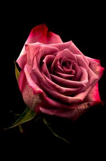 Фото Розовая роза на черном фоне (© zmeiy), добавлено: 23.01.2018 20:36