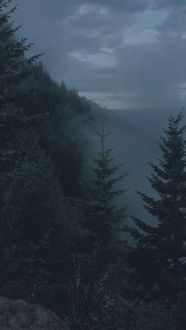 Фото Туман окутал сосновый лес (© StepUp), добавлено: 29.01.2018 11:54
