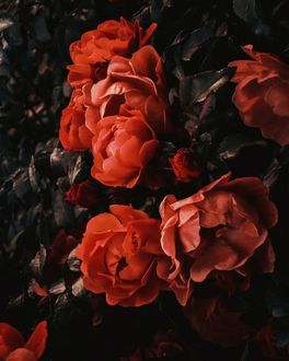 Фото Шпалера, увитая алыми розами (© chucha), добавлено: 29.01.2018 13:37