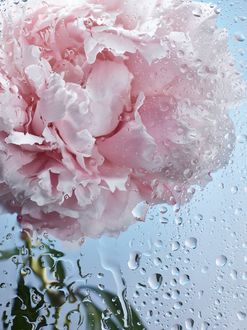 Фото Розовая роза за мокрым стеклом (© chucha), добавлено: 29.01.2018 13:47