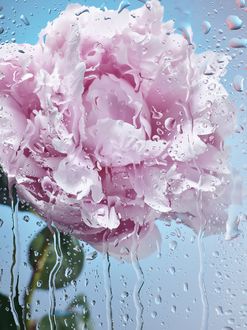 Фото Розовая роза за мокрым стеклом (© chucha), добавлено: 29.01.2018 13:48