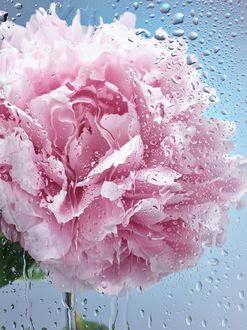 Фото Розовый пион за мокрым стеклом, автор Julien Palast (© chucha), добавлено: 29.01.2018 13:49
