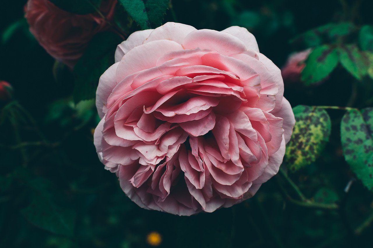 Фото Розовая роза на кусте