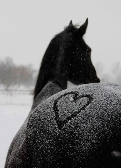 Фото Лошадь в снегу и сердечком на ней