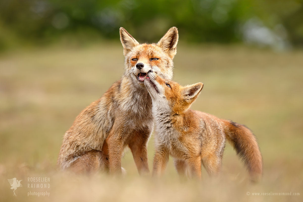 Фото Лисенок ластится к маме-лисе, фотограф Roeselien Raimond