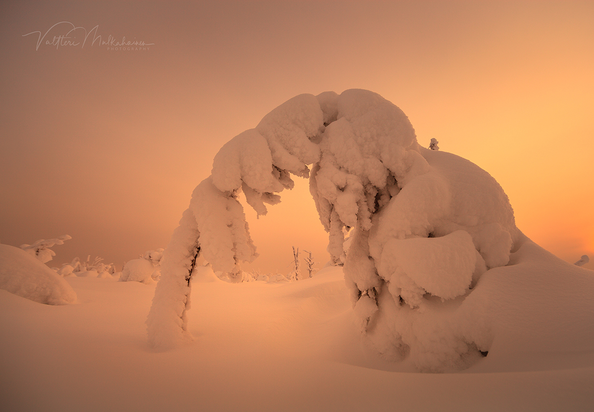 Фото Зимнее дерево на фоне неба. Фотограф Valtteri Mulkahainen