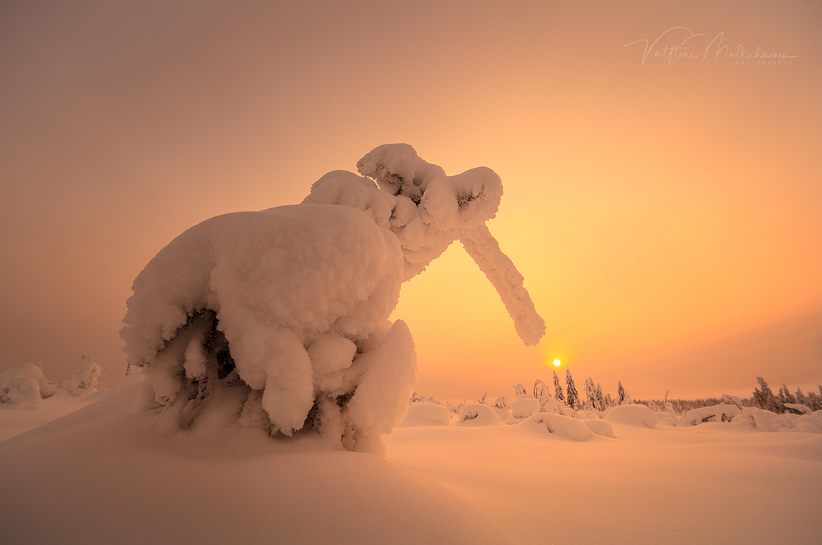 Фото Работа Зимний зоопарк. Фотограф Valtteri Mulkahainen