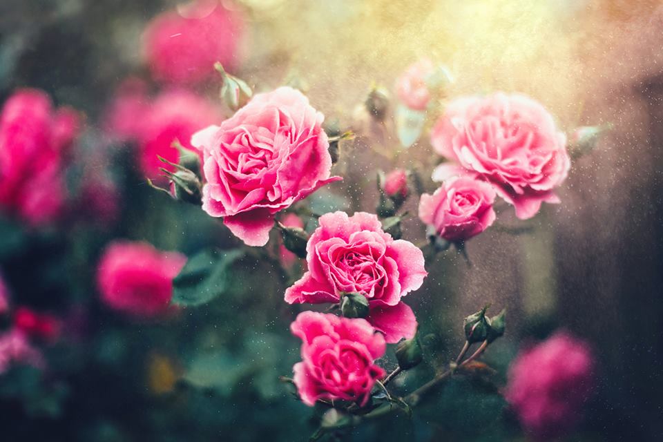 Картинки розовые розы на весь экран